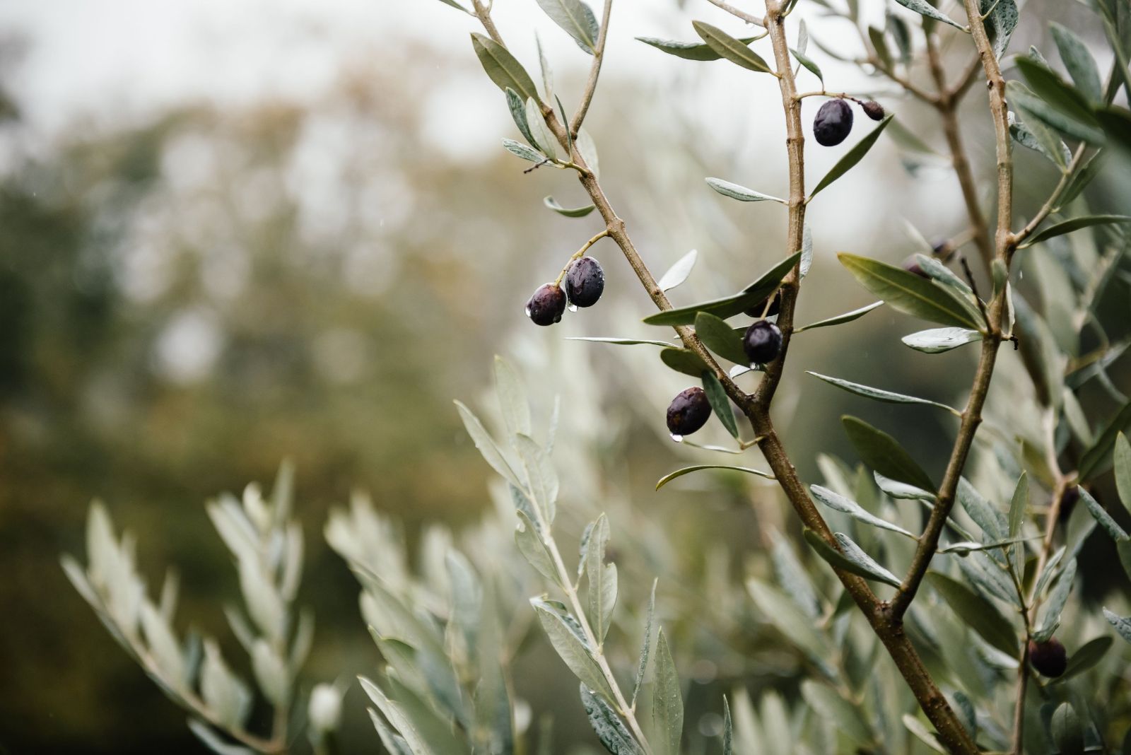 Olive grove in Kalamata